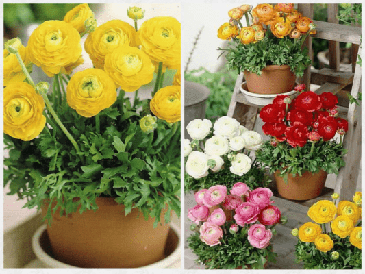 Garden buttercups in flower pots