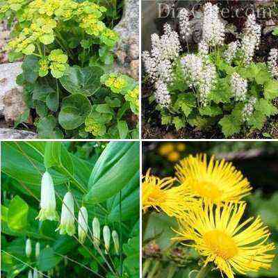 Best varieties for densely shaded areas