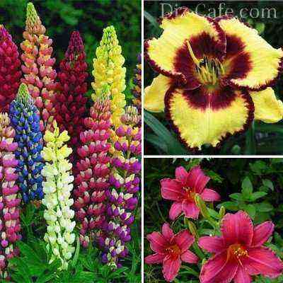 Beautiful flowering plants for shaded areas
