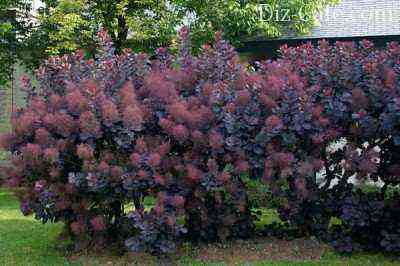 Scumpia hedge