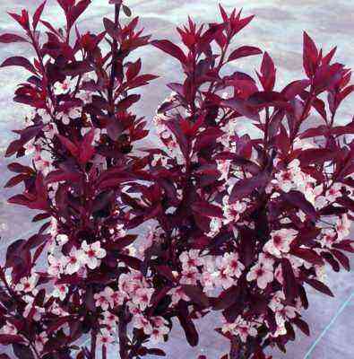 Top 5 trees and shrubs with red foliage: the magic of your garden