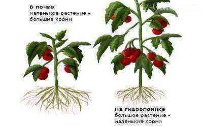 Comparison of tomatoes grown in soil and hydroponics
