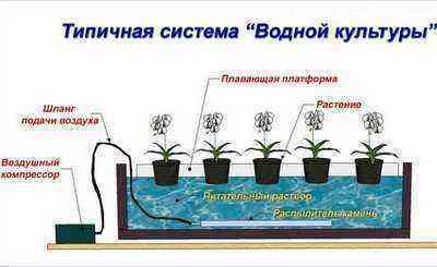 Hydroponic plant design