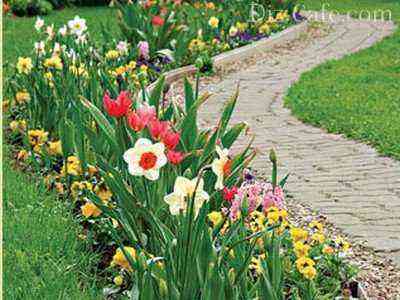 Prímulas e bulbos com flores de primavera