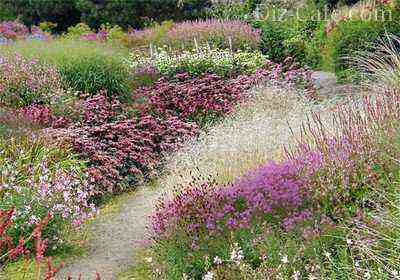 Step-by-step creation of a mixborder from perennials + a selection of ready-made schemes