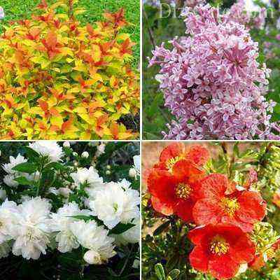 Variedades ornamentais de arbustos floridos
