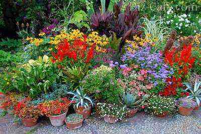Decorating a mixborder with seasonal potted plants