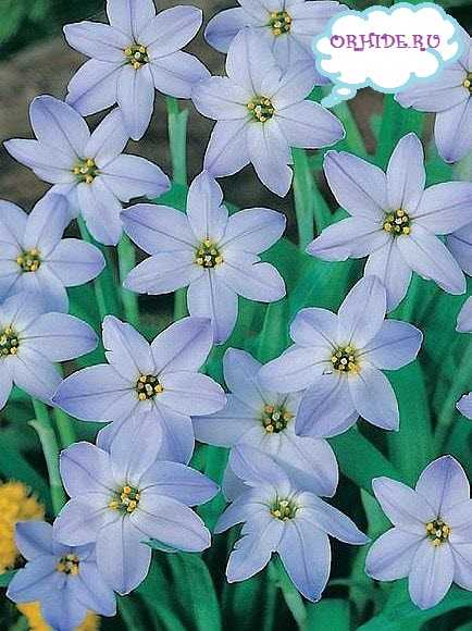 Lovely flowers ipheion flowers in the photo
