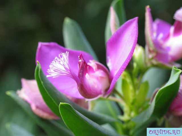 Ifeion einblühende Blume