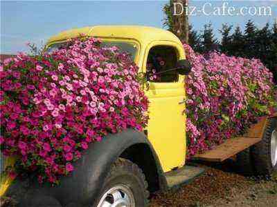 Flower bed in an old car