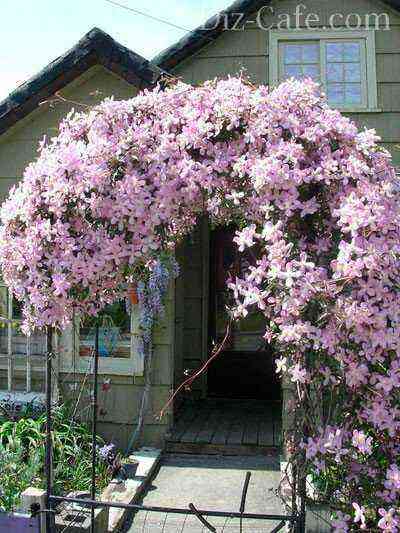 Clematis at the porch