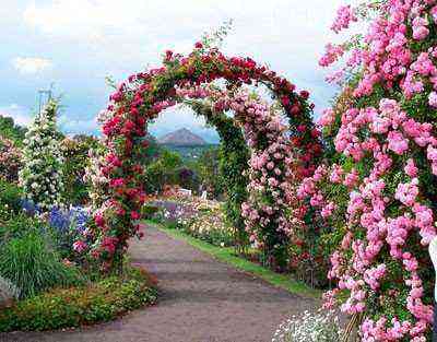 Arches of climbing roses look gorgeous