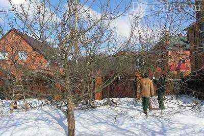 Winter pruning