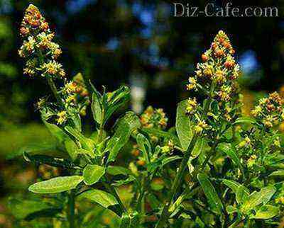 Fragrant mignonette - a time-tested plant