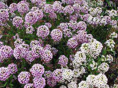 Alyssum is an annual plant with a pronounced aroma