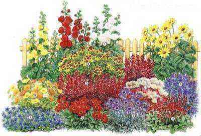 The scheme of a flower bed of perennials blooming in the first year