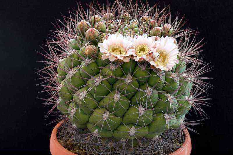 Hymnocalycium de cactus inusual: especies, reproducción y cuidados en el hogar.