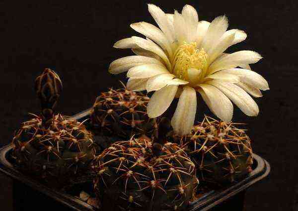 Unusual cactus hymnocalycium: species, reproduction and care at home
