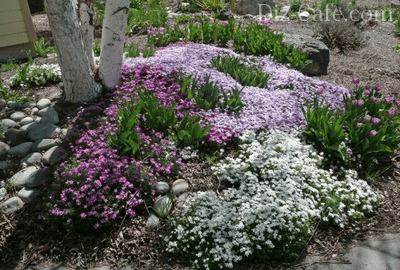 Flower bed with spring flowers