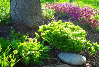 A flower bed with moisture-loving and shade-tolerant flowers
