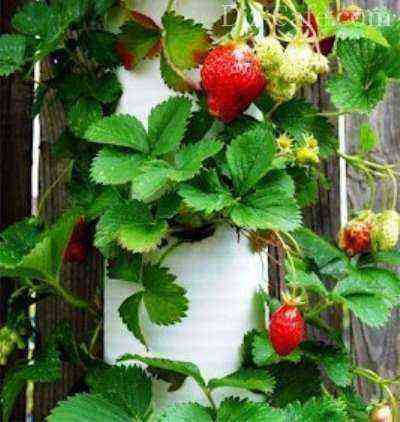 Construction for growing strawberries