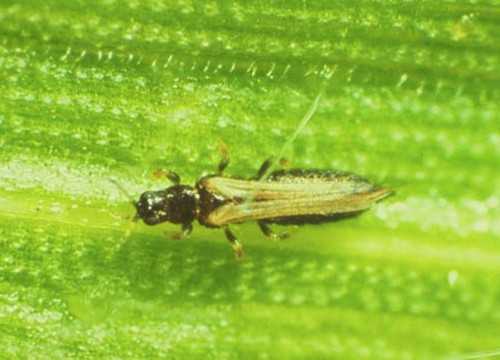 Diseases and pests to which the orange is susceptible