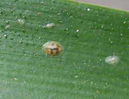 Diseases and pests to which the orange is susceptible