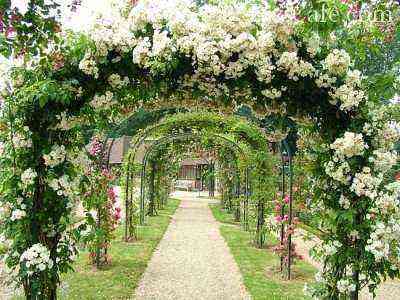 Arches of climbing roses