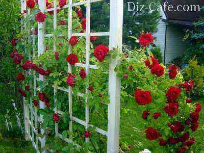 Such a trellis is very easy to make from a thin bar.