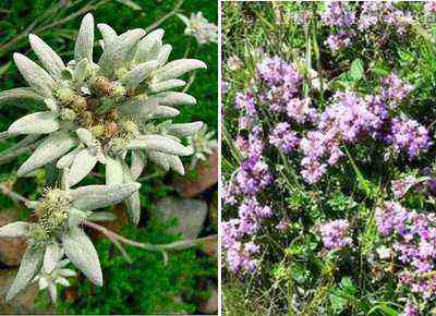 Thyme and edelweiss on the rocks of the mountains