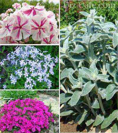 Variations of phlox on the background of a fluffy chisel