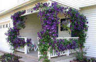 Elegant veranda decorated with flowering vines of clematis