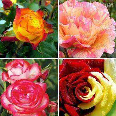 Bicolor roses