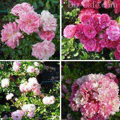 Beautiful varieties of roses ramblers