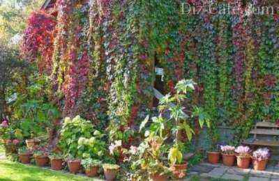 Variegated shades of wild grape foliage