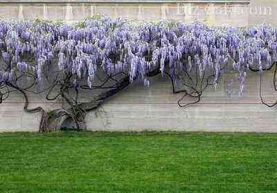 Powerful wisteria vines