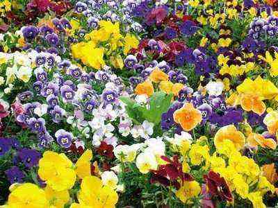 A variegated carpet of pansy flowers