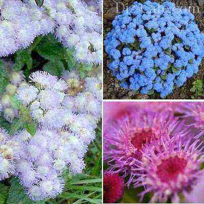 Fluffy "clouds" of ageratum