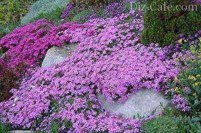 Lilac "blanket" of subulate phlox
