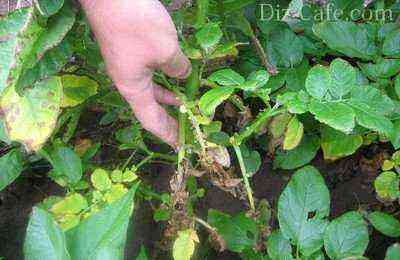 Potatoes affected by late blight