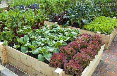 Design option for vegetable beds