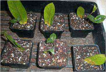 Reproduction of zamiokulkas leaves