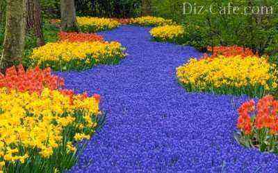 Daffodils, tulips, muscari