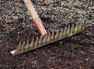 Loosening the soil with a rake