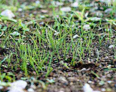 Sowing a lawn for the winter
