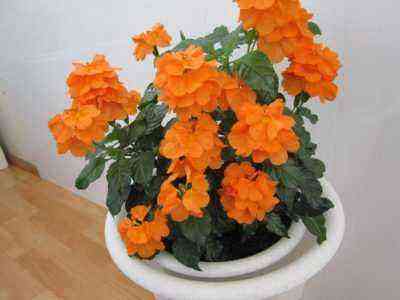 Blooming crossandra in a double pot