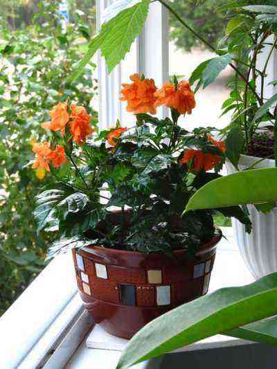 Crossandra and other flowers on the windowsill