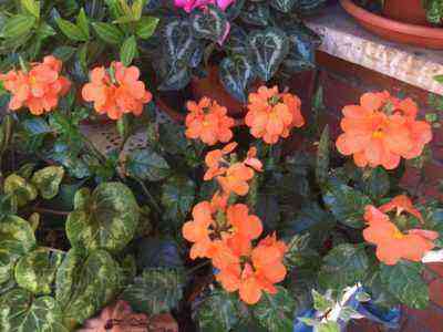 Crossandra surrounded by flowers