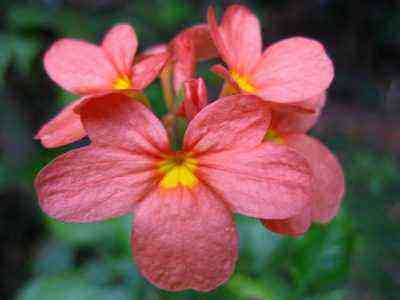 Crossandra flower close up