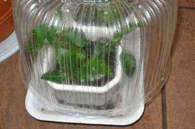 Cuttings in a greenhouse